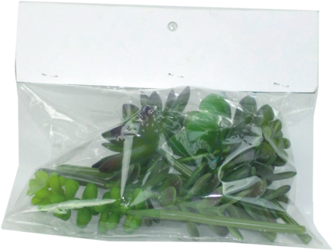 Assorted Succulents Sm Bag W8xH7