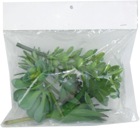 Assorted Succulents Lg Bag W8xH9.6